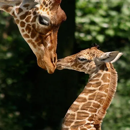 Weber 117 2* Амстердам